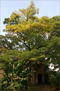 Korkbaum - Phellodendron japonicus