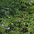Korkbaum - Phellodendron japonicum