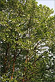 Taschentuchbaum - Wuchs