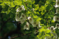 Taschentuchbaum - Zweig mit Blüten