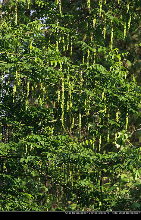 Kaukasische Flgelnu - Pterocarya fraxinifolia