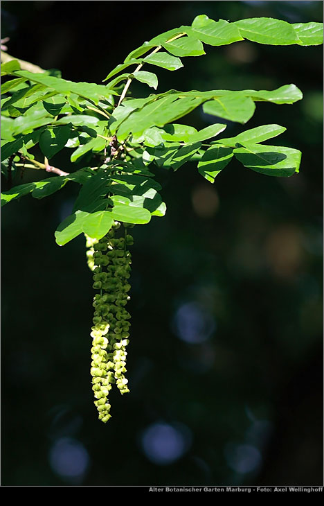 Kaukasische Flügelnuß - Pterocarya fraxinifolia