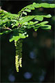 Kaukasische Flügelnuß - Pterocarya fraxinifolia