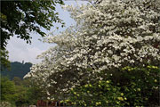 Blüten-Hartriegel - Cornus florida