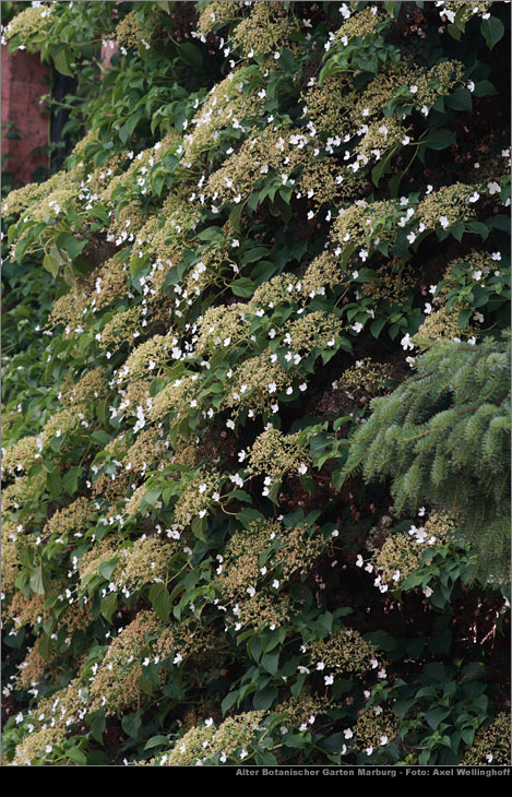 Kletterhortensie (Hydrangea petiolaris