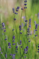 Echter Lavendel (Lavandula angustifolia, Syn.Lavandula officinalis, Lavandula vera)