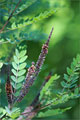 Scheinindigo (Amorpha fruticosa)