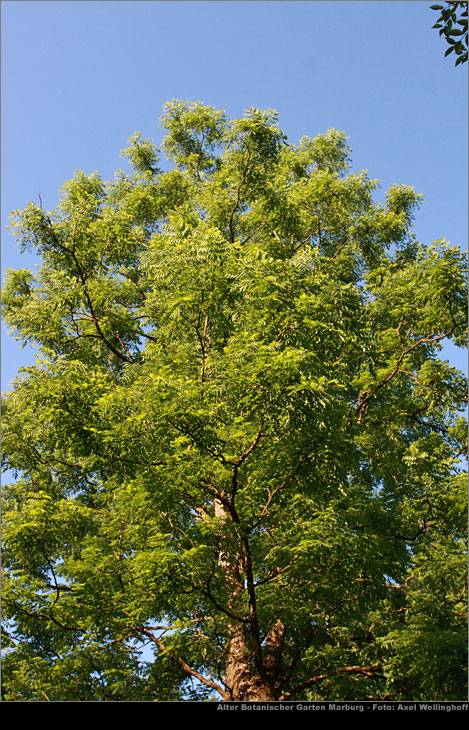 Geweihbaum - Gymnocladus dioicus