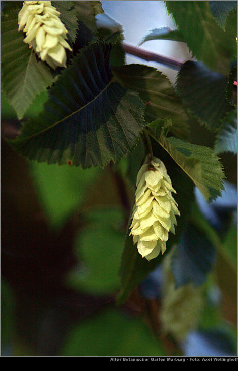 Hopfenbuche - Ostrya carpinifolia
