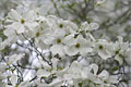 Blütenhartriegel - Cornus florida