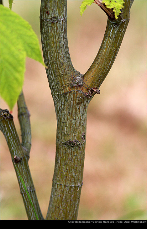 Amerikanischer Schlangenhautahorn - Acer pensylvanicum