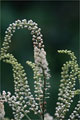 Trauben-Silberkerze (Actaea racemosa)