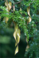 Lederhülsenbaum - Gleditsia triacanthos