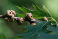 Amerikanische Roteiche - Quercus rubra