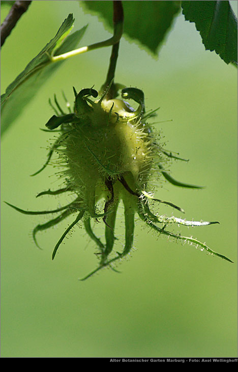 Baumhasel - Corylus colurna