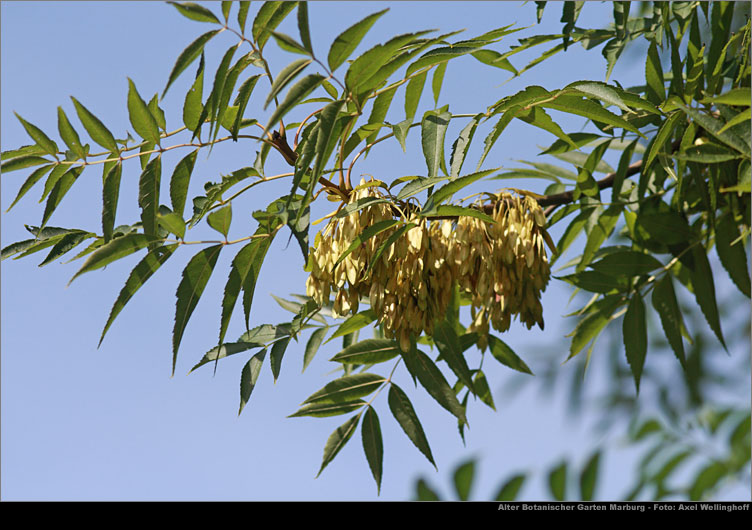 Schmalblttrige Esche - Fraxinus angustifolia