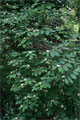 Schwarze Heckenkirsche (Lonicera nigra)