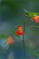 Orangebltiges Springkraut (Impatiens capensis)