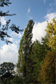 Säulenpappel - Populus nigra ‚Italica‘
