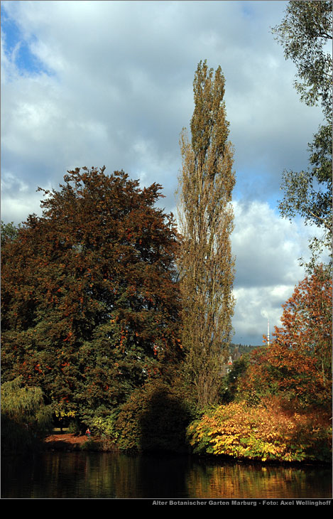 Sulenpappel - Populus nigra Italica