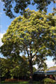 Götterbaum - Ailanthus altissima