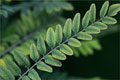 Scheinindigo (Amorpha fruticosa)