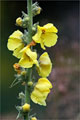 Knigskerze (Verbascum densiflorum