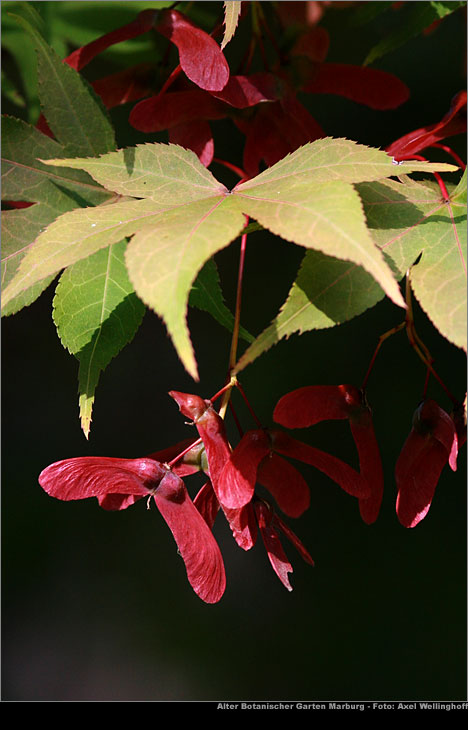 Japanischer Ahorn (Acer japonicum)