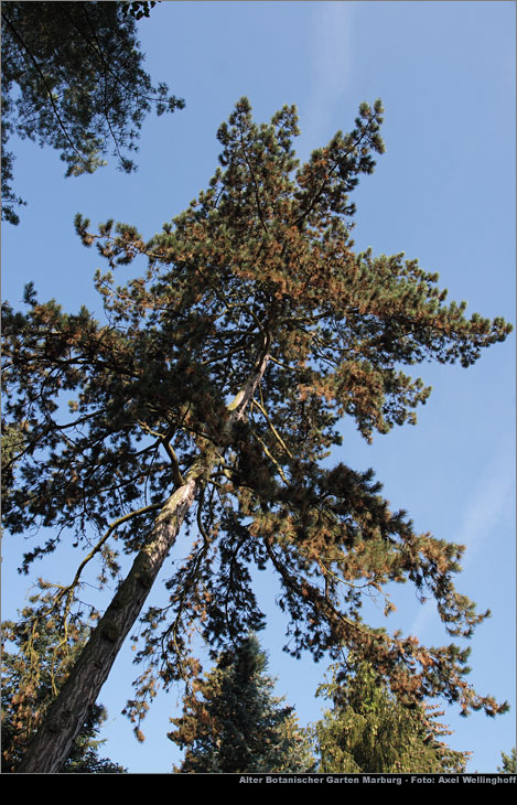 Schwarzkiefer (Pinus nigra)