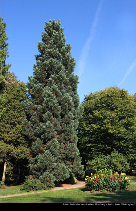 Riesenmammutbaum - Sequoiadendron giganteum