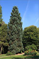 Riesenmammutbaum - Sequoiadendron giganteum