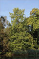 Echte Sumpfzypresse - Taxodium distichum - am Teich des Alten Botanischen Gartens Marburg