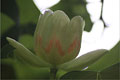 Tulpenbaum - Liriodendron tulipifera