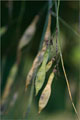Amerikanisches Gelbholz - Cladrastis kentukea