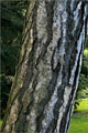 Schwarzkiefer (Pinus nigra)