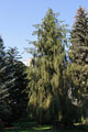Schlangenfichte - Picea abies 'Virgata'
