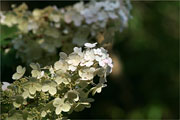 Baum-Hortensie - Hydrangea arborescens