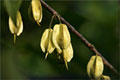 Schneeglöckchenbaum - Halesia carolina