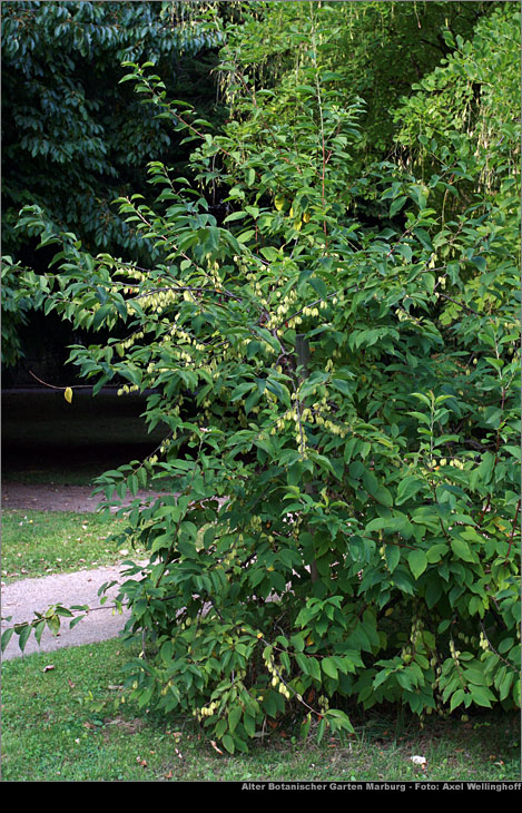 Schneeglckchenbaum - Halesia carolina