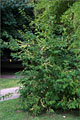 Schneeglöckchenbaum - Halesia carolina
