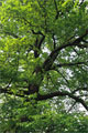 Traubeneiche - Quercus petraea