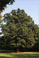 Traubeneiche - Quercus petraea