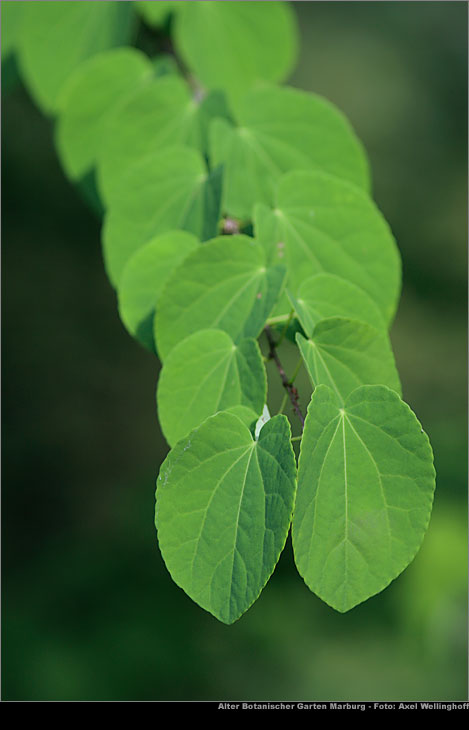 Kuchenbaum - Cercidiphyllum japonicum