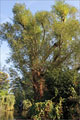 Silberweide - Salix alba