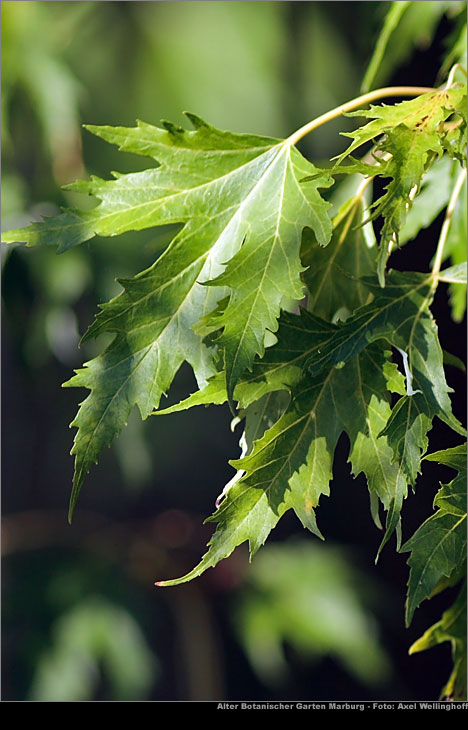 Silber-Ahorn 'Wierii' - Acer saccharinum 'Wierii'