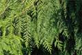 Riesen-Lebensbaum - Thuja plicata