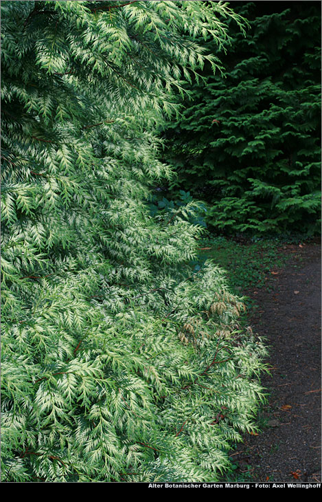Riesen-Lebensbaum Zebrina - Thuja plicata zebrina