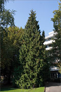 Riesen-Lebensbaum - Thuja plicata