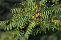 Götterbaum - Ailanthus altissima