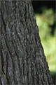 Japanische Lärche - Larix kaempferi